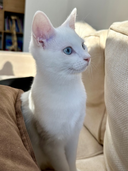 Lap dances, strippers and punch-ups - the Excellent Cats arrange a stag party