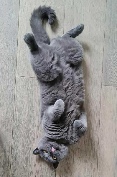 Lap dances, strippers and punch-ups - the Excellent Cats arrange a stag party