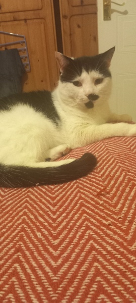 Lap dances, strippers and punch-ups - the Excellent Cats arrange a stag party