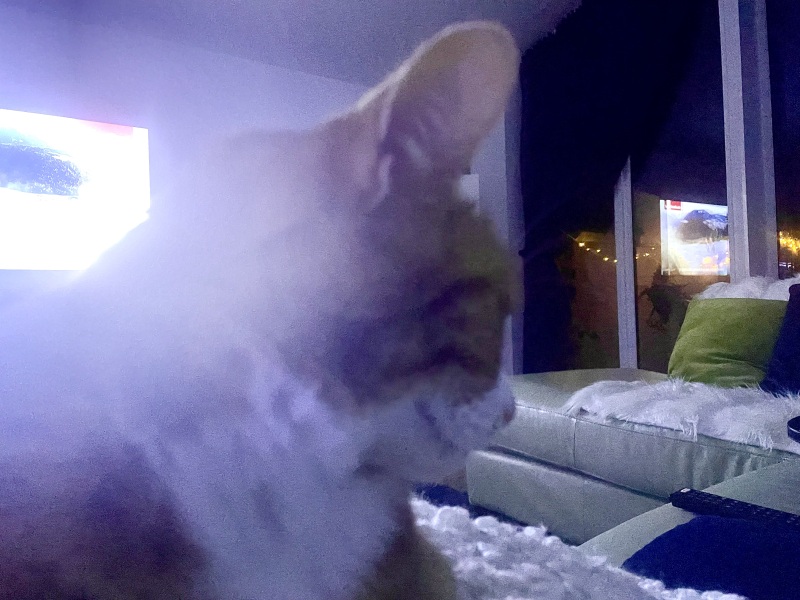 Lap dances, strippers and punch-ups - the Excellent Cats arrange a stag party