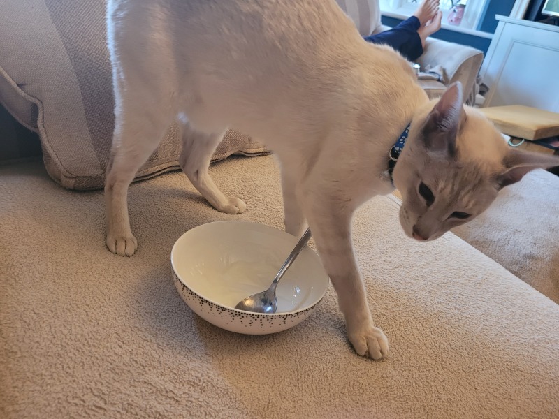 Weird scratching thing with cat