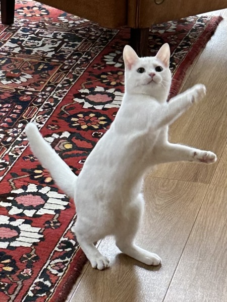 Lap dances, strippers and punch-ups - the Excellent Cats arrange a stag party