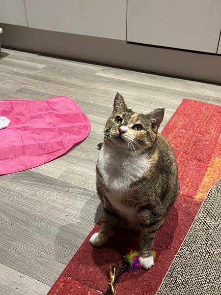 Lap dances, strippers and punch-ups - the Excellent Cats arrange a stag party