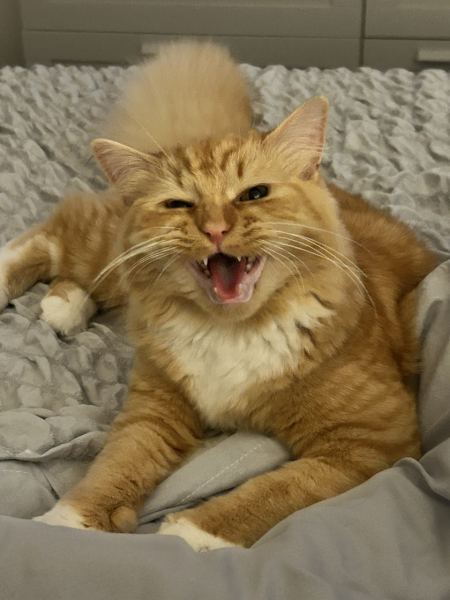 Show me the most unhinged looking photo you have of your cat
