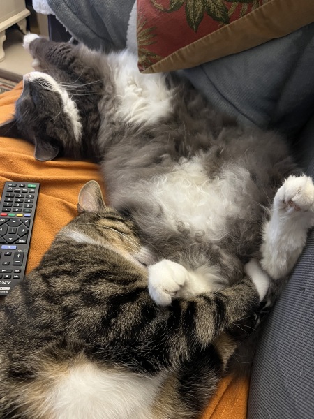 Thread 18 Starmer: All sides of the House agree apart from the Trump bootlickers