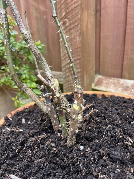 Rose pruning