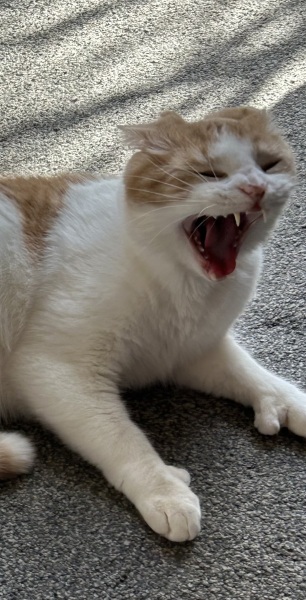 Show me the most unhinged looking photo you have of your cat