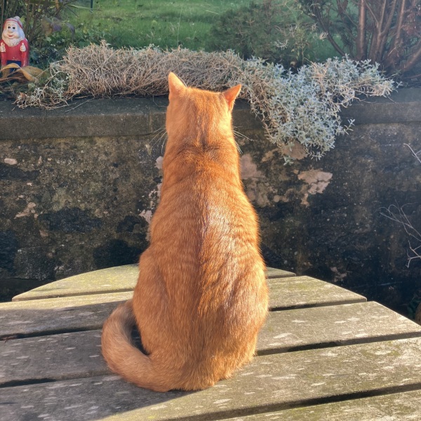 Cat has eaten bolognese sauce