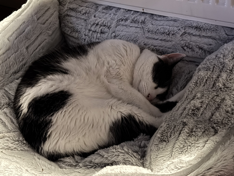 Lap dances, strippers and punch-ups - the Excellent Cats arrange a stag party