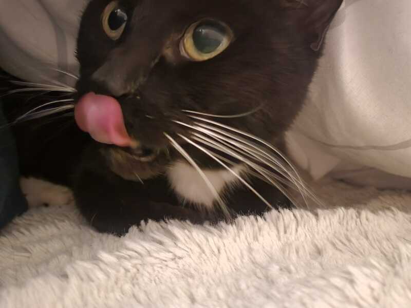 Lap dances, strippers and punch-ups - the Excellent Cats arrange a stag party