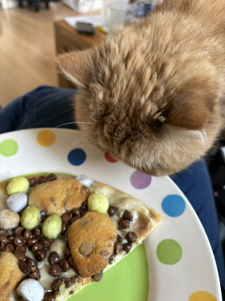 Cat has eaten bolognese sauce