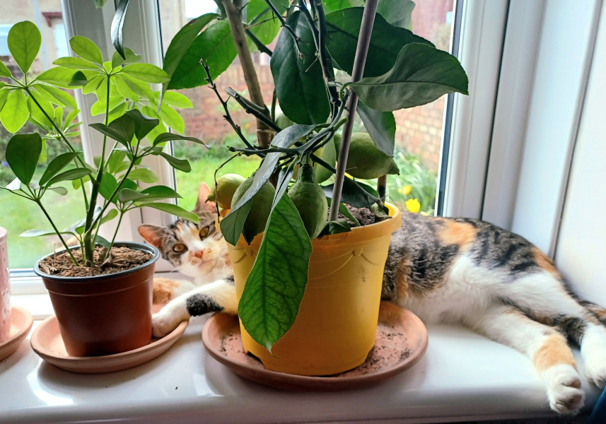 Anyone got a tortie?