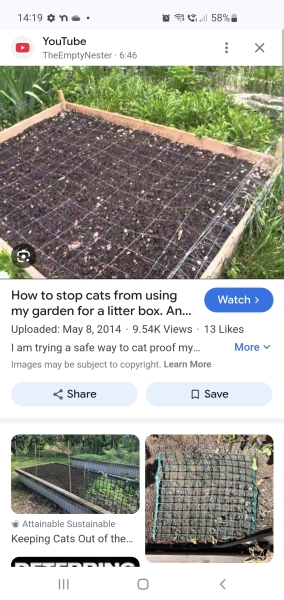 Cat rant!