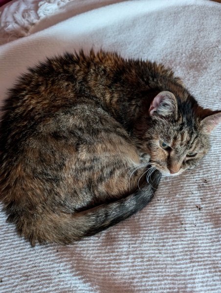 Lap dances, strippers and punch-ups - the Excellent Cats arrange a stag party