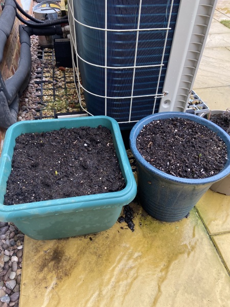 How is everyone's pot lasagnes coming along?