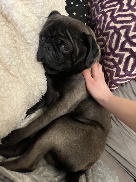Do I want a dog?? Do you regret having one?