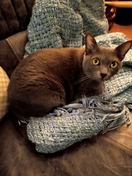 Thread 18 Starmer: All sides of the House agree apart from the Trump bootlickers