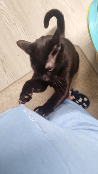 Show me the most unhinged looking photo you have of your cat