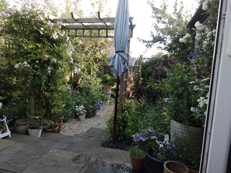 Tidy climbing rose for tight space (pic)