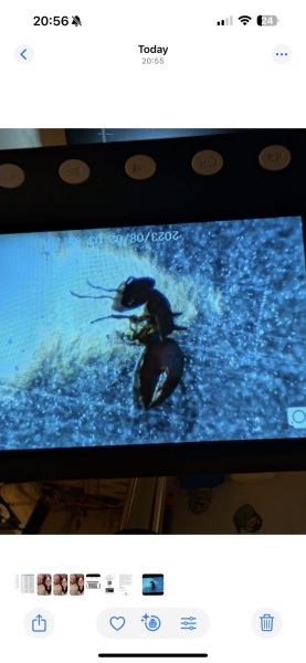 Help!! Bed bugs? Ants? What is this!