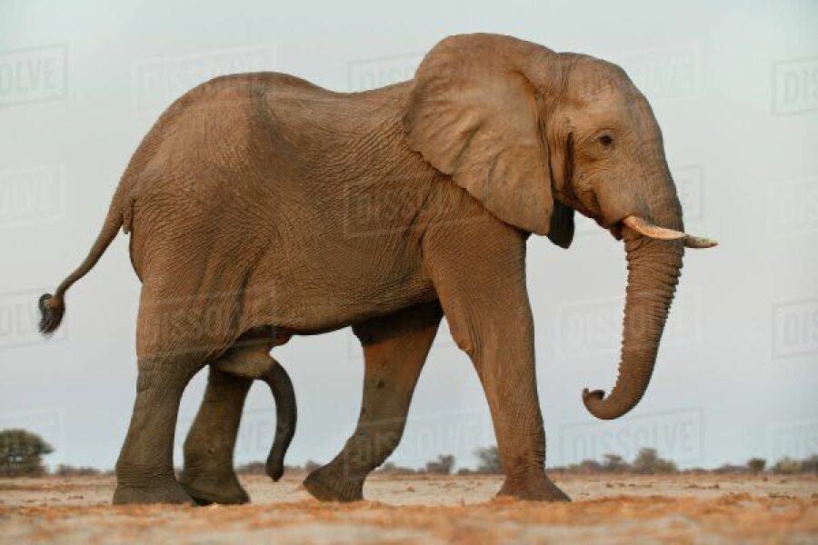 Mounjuro August starters - thread 11