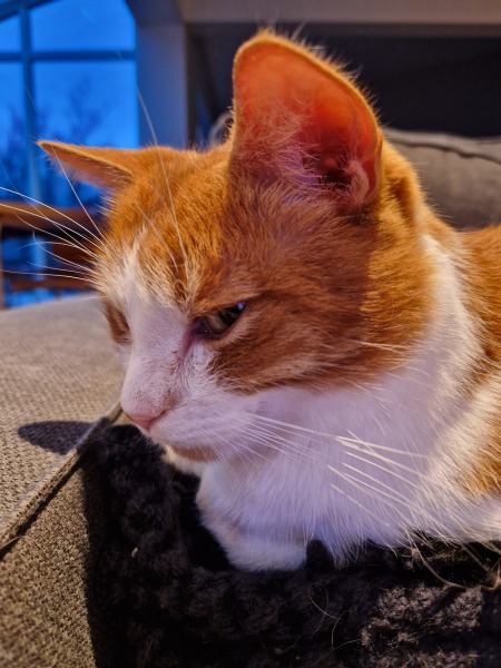 Lap dances, strippers and punch-ups - the Excellent Cats arrange a stag party