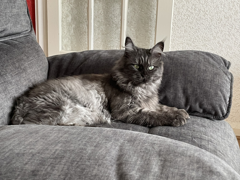 Rescue cats, show me yours!