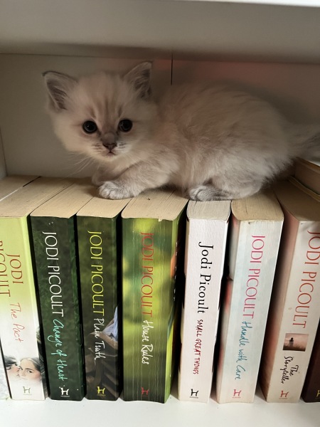 Ragdoll cats are not like typical cats...