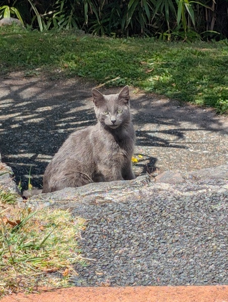 Lap dances, strippers and punch-ups - the Excellent Cats arrange a stag party