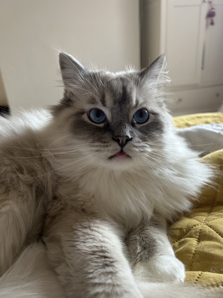 Ragdoll cats are not like typical cats...