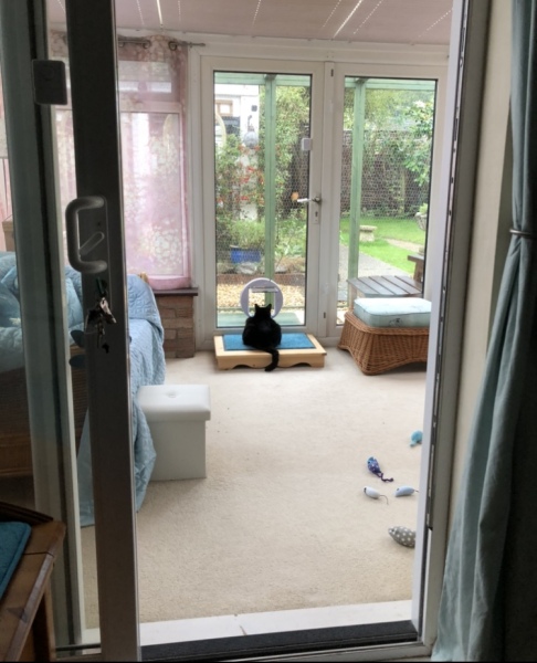 Ridiculous things we do for our cats