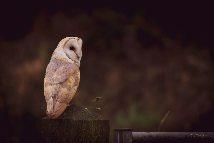 The Happy Place Café and Tilly's dog wash is still open.