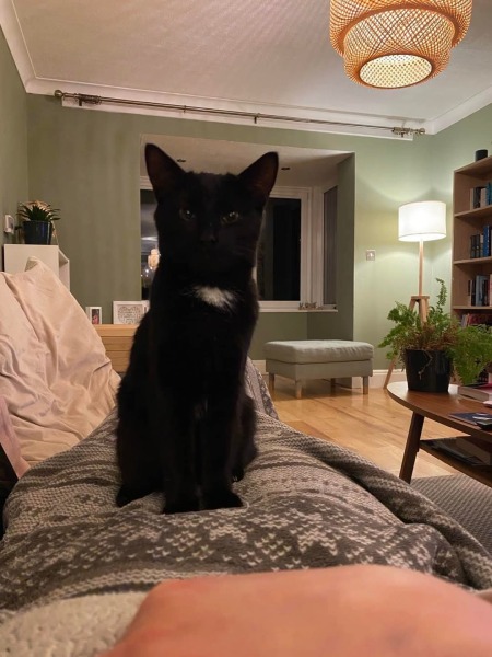 Black and white cats. (pics please!)