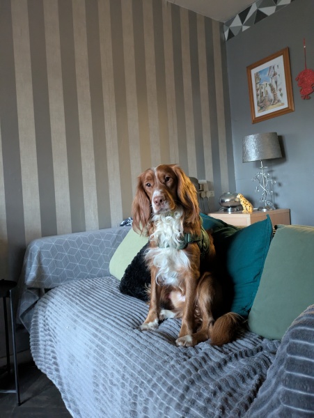 Puppy zoomies ... I'm not sure my poor heart can take much more!