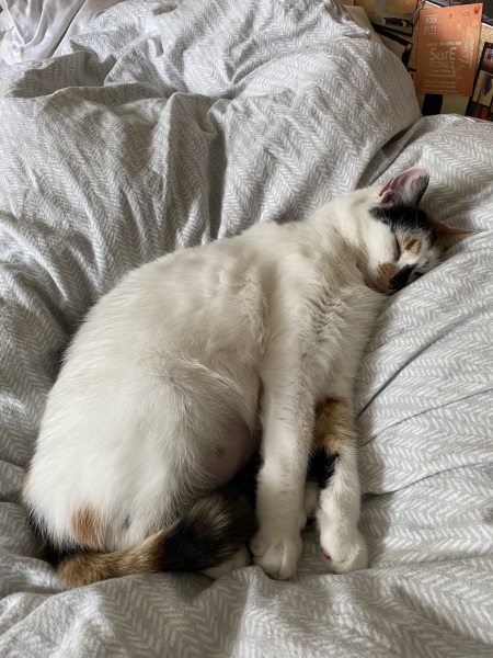 Rescue cats, show me yours!