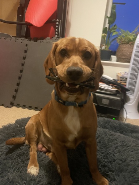 Adolescent Dog Survival Thread - get teenage licks right through the night!