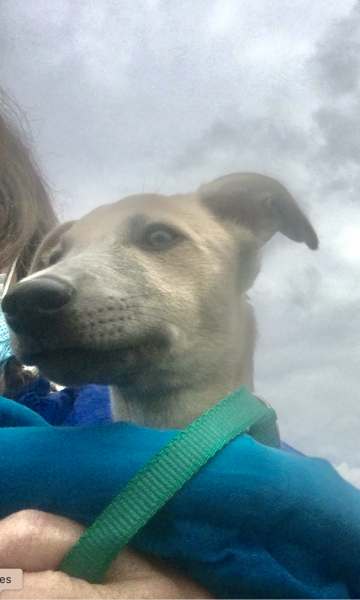 Romanian dog rescue