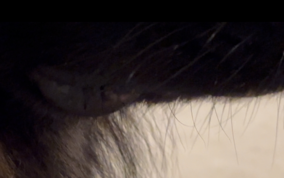 What is on my son’s dog’s mouth?