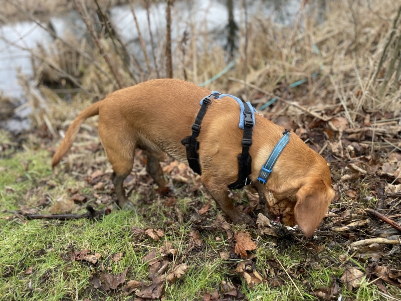 Adolescent Dog Survival Thread - get teenage licks right through the night!