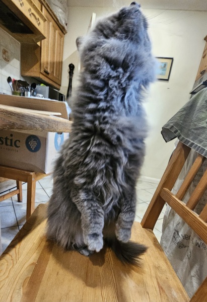 Lap dances, strippers and punch-ups - the Excellent Cats arrange a stag party