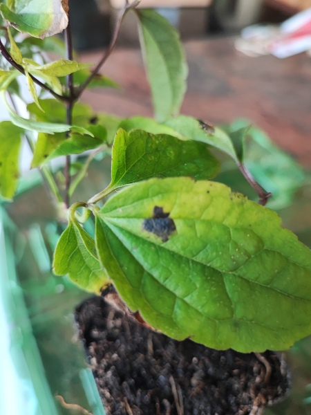 Spot the difference - J Parkers warning