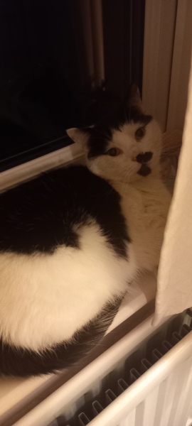 Lap dances, strippers and punch-ups - the Excellent Cats arrange a stag party