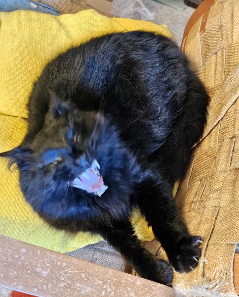 Lap dances, strippers and punch-ups - the Excellent Cats arrange a stag party