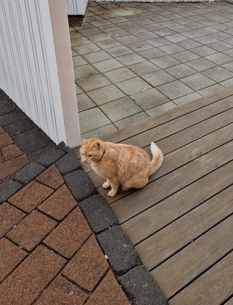 Lap dances, strippers and punch-ups - the Excellent Cats arrange a stag party