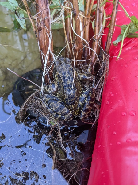 WHAT is this in my Garden?!?!?