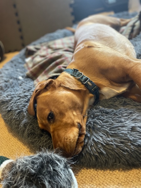 Adolescent Dog Survival Thread - get teenage licks right through the night!