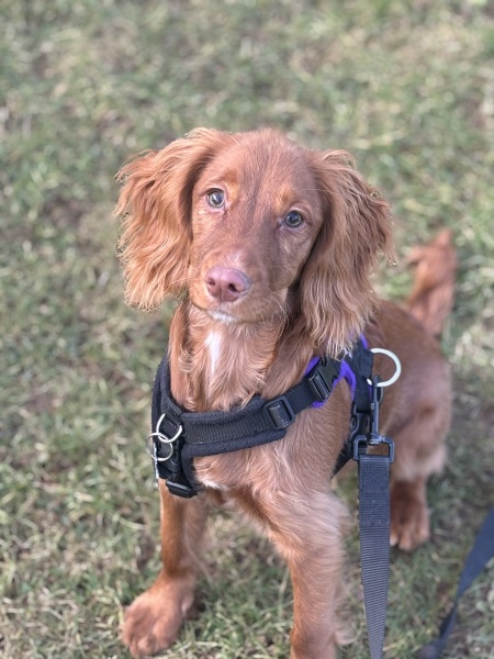 Adolescent Dog Survival Thread - get teenage licks right through the night!