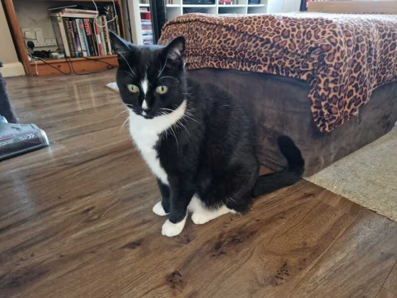 Show me your elderly cats