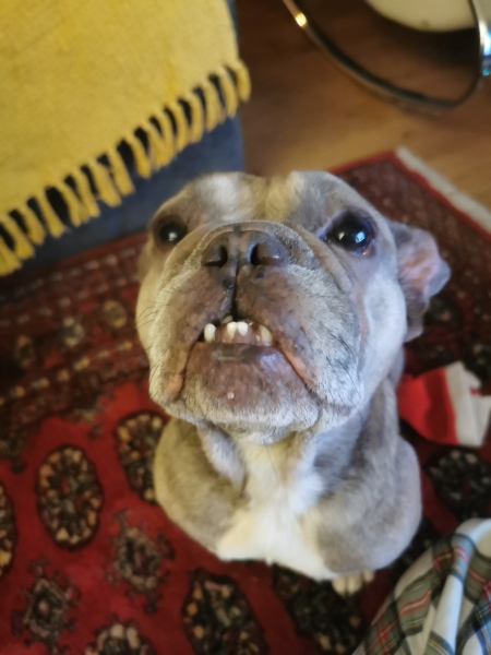 Help! Dogs skin