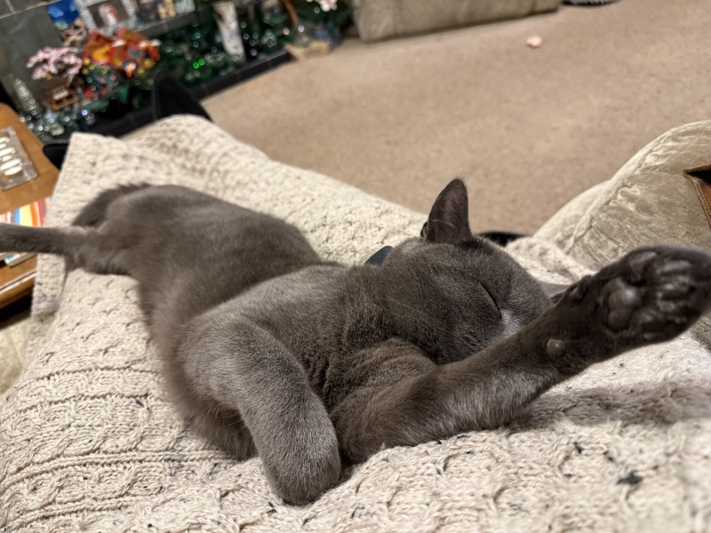 Lap dances, strippers and punch-ups - the Excellent Cats arrange a stag party